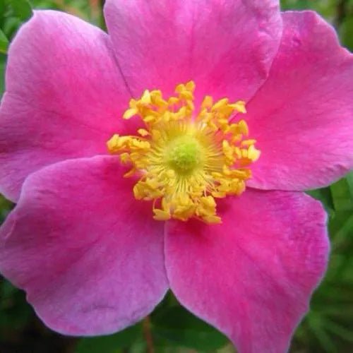 Provincial Roses Type Fragrance Oil - The Fragrance Room