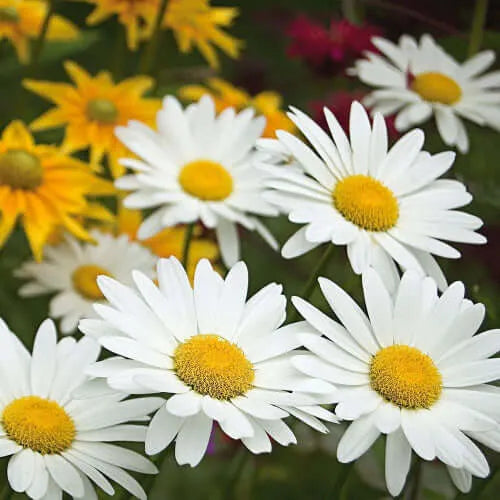 Wild Daisy Fragrance Oil