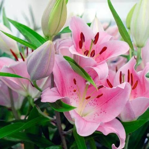 Sugar Dusty Lily Fragrance Oil - The Fragrance Room