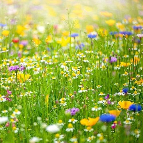Summer Garden Fragrance Oil - The Fragrance Room