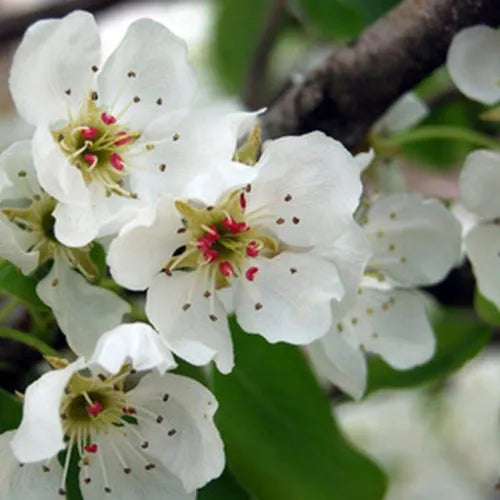 Rose & Pear Blossom Fragrance Oil