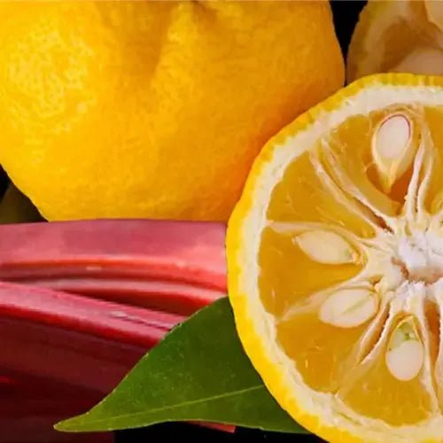 Yuzu & Rhubarb Fragrance Oil - The Fragrance Room
