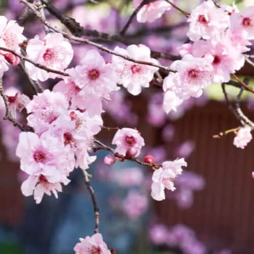 Cherry Blossom Fragrance Oil - The Fragrance Room