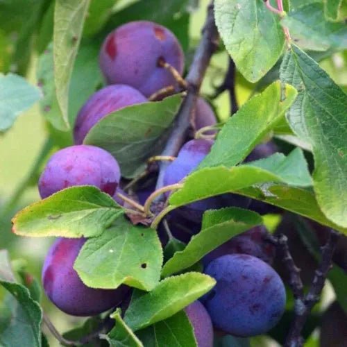 Kakadu & Sandalwood Fragrance Oil - The Fragrance Room