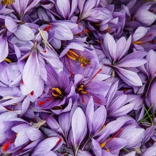 Saffron Noir Fragrance Oil - The Fragrance Room