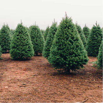 Tree Farm Fragrance Oil