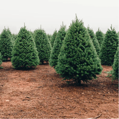 Tree Farm Fragrance Oil - The Fragrance Room
