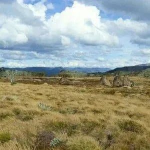 Australian Outback Reed Diffuser Refill - The Fragrance Room
