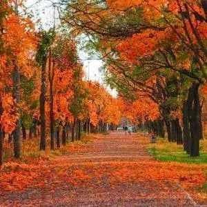 Autumn Harvest Diffuser Oil Refills - The Fragrance Room