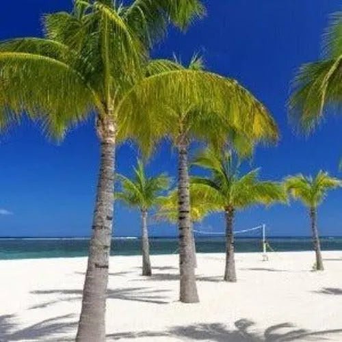 Bahama Breeze Fragrance Oil - The Fragrance Room