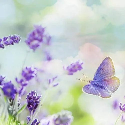 Calm & Relax Fragrance Oil - The Fragrance Room