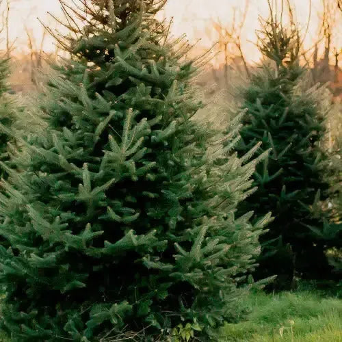 Noel Soy Candle 220g - The Fragrance Room