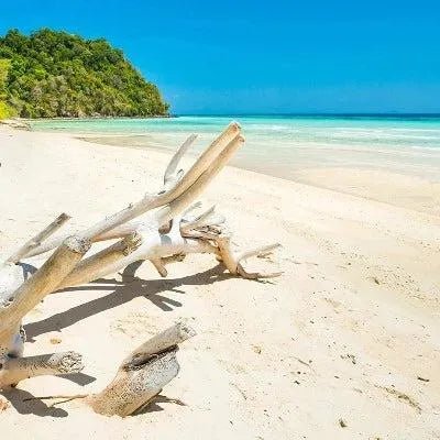 Driftwood Fragrance Oil - The Fragrance Room