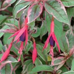 Fiery Fuchsia Diffuser Oil Refill - The Fragrance Room