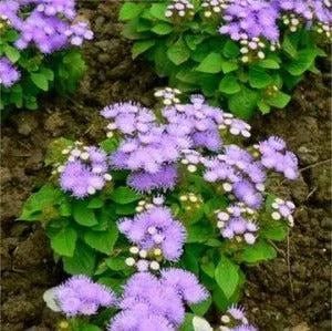 Floral Patchouli Fragrance Oil - The Fragrance Room