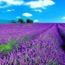 French Lavender Diffuser Oil Refill - The Fragrance Room