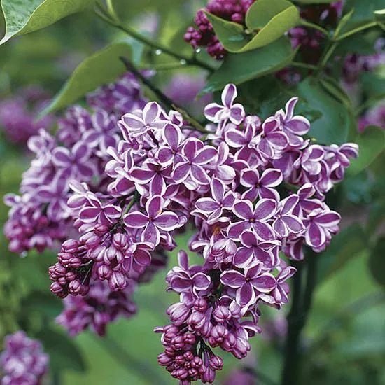 French Lilac Diffuser Oil Refill - The Fragrance Room