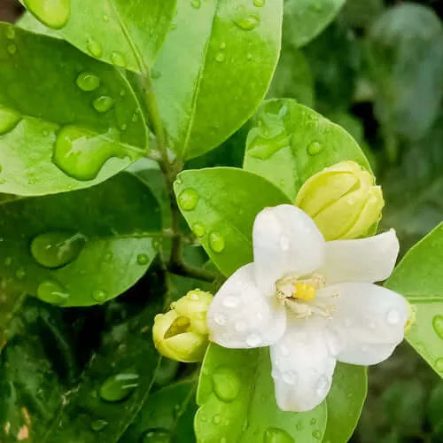 Close-up of a white flower with droplets on its petals and green leaves, symbolizing freshness and nature.