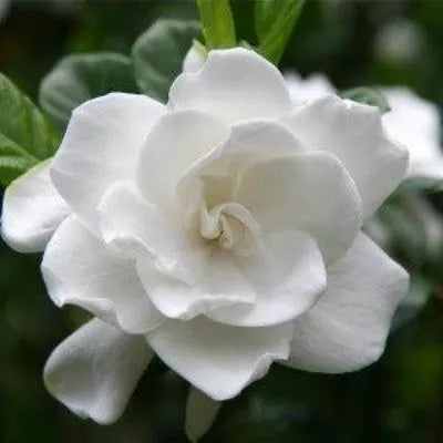 Gardenia Reed Diffuser Oil Refill - The Fragrance Room