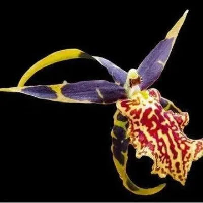 Gilded Orchid Reed Diffuser Refill - The Fragrance Room