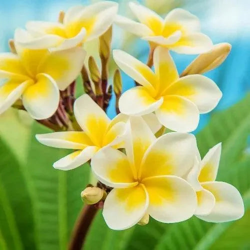 Hawaiian Frangipani Fragrance Oil - The Fragrance Room