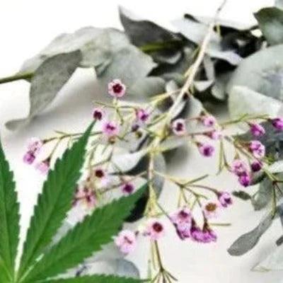 Hemp Eucalyptus Fragrance Oil - The Fragrance Room