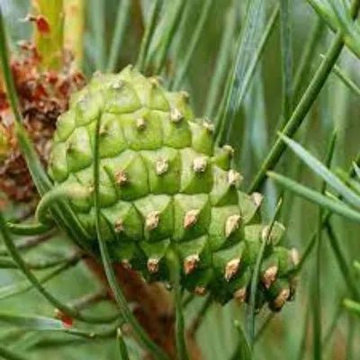 Gypsy Water Type Fragrance Oil - The Fragrance Room