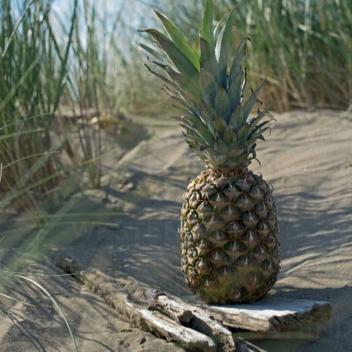 Pineapple Driftwood Fragrance Oil - The Fragrance Room