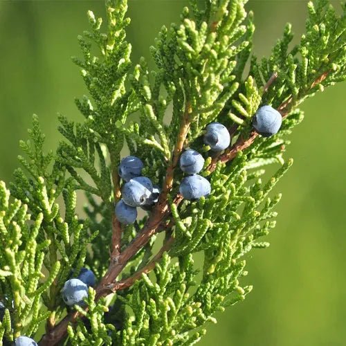Cypress & Juniper Fragrance Oil - The Fragrance Room