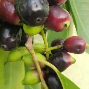 Kakadu Plum & Bush Cucumber Diffuser Refill - The Fragrance Room