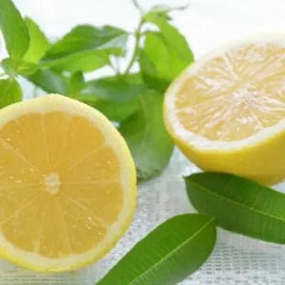 L'Occitane Verbena Type Fragrance Oil - The Fragrance Room