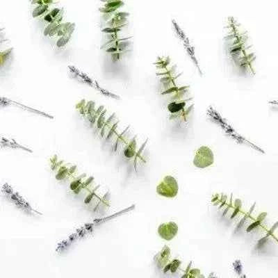 Lavender & Eucalyptus Diffuser Oil Refill 100ml