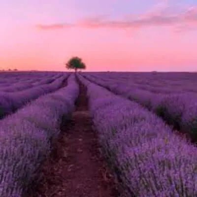 Lavender Linen Fragrance Oil - The Fragrance Room