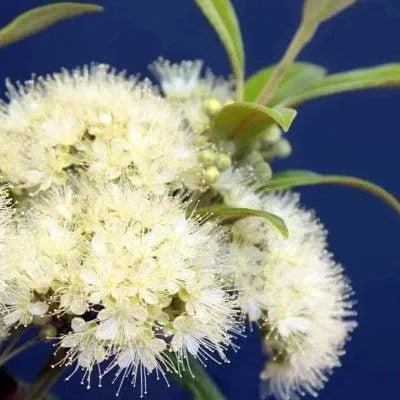 Lemon Scented Myrtle Fragrance Oil - The Fragrance Room