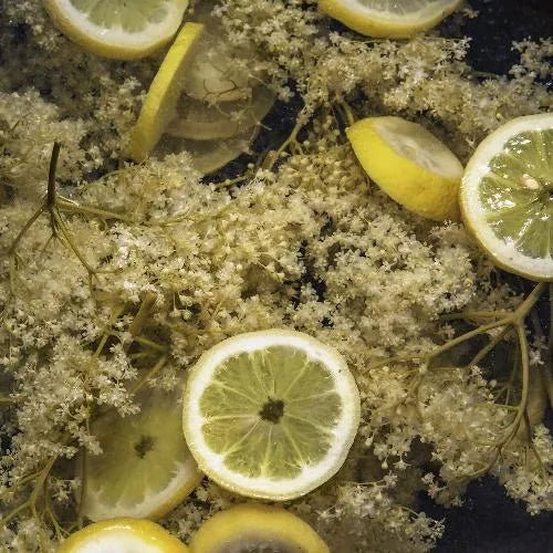 Lime Coconut & Elderflower Fragrance Oil - The Fragrance Room