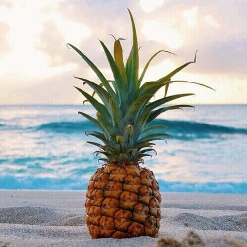 Pineapple Driftwood Fragrance Oil - The Fragrance Room