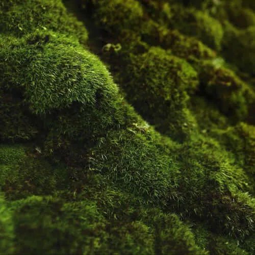 Moss Fragrance Oil - The Fragrance Room