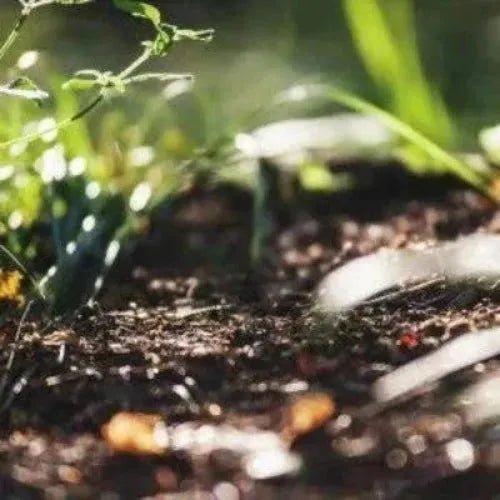 Earth Fragrance Oil - The Fragrance Room