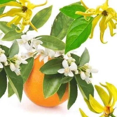 Neroli & Ylang Ylang Fragrance Oil - The Fragrance Room