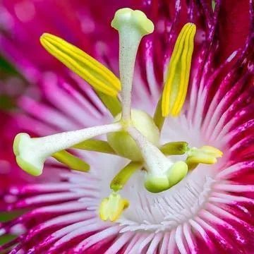 Passionfruit Peony Reed Diffuser Refill - The Fragrance Room