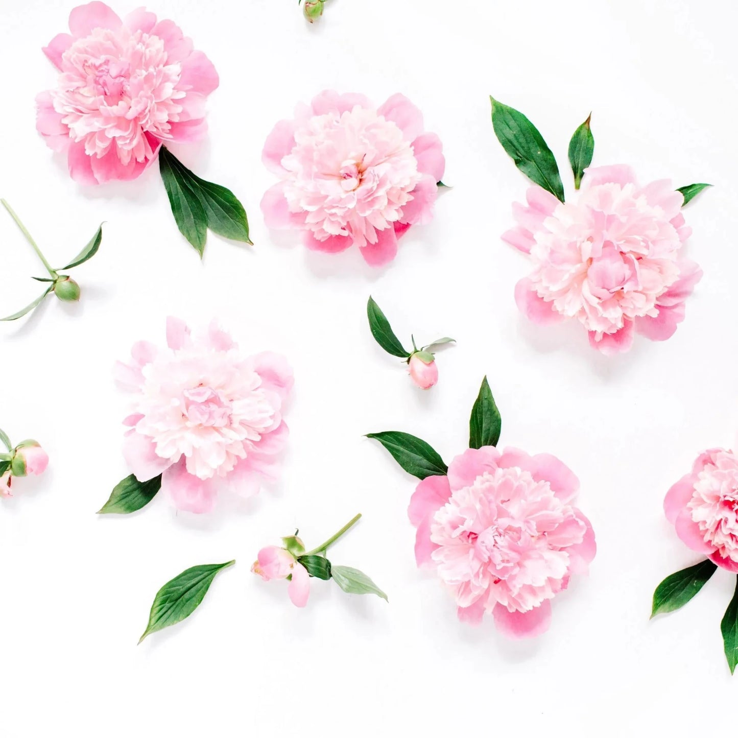 Pink Peony Diffuser Oil Refill - The Fragrance Room