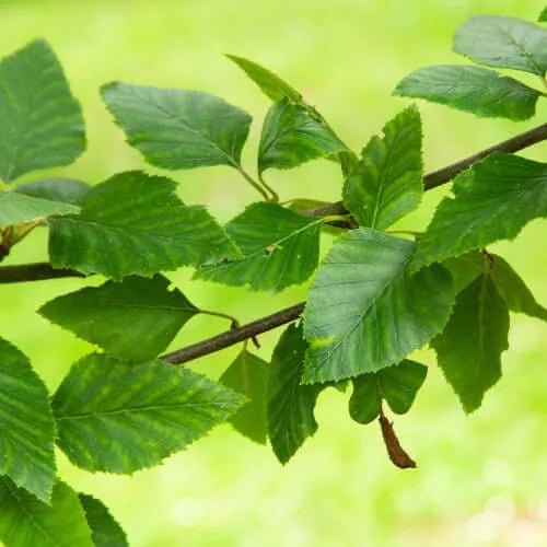 River Birch Fragrance Oil - The Fragrance Room