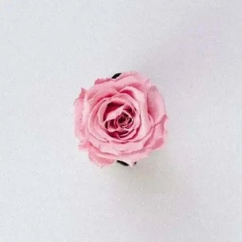 Rose 31 Type Fragrance Oil - The Fragrance Room