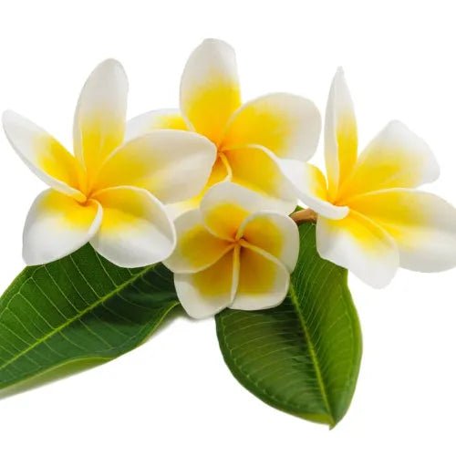 Peony & Frangipani Fragrance Oil - The Fragrance Room