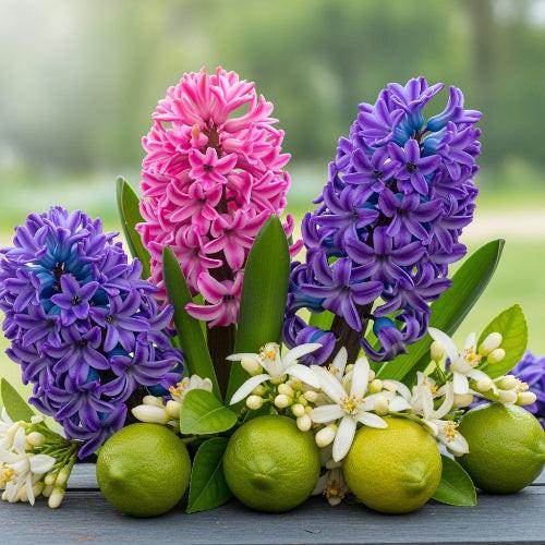 Hycinth & Lime Blossom Fragrance Oil - The Fragrance Room