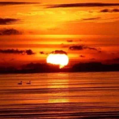 Sonoma Sunset Fragrance Oil - The Fragrance Room