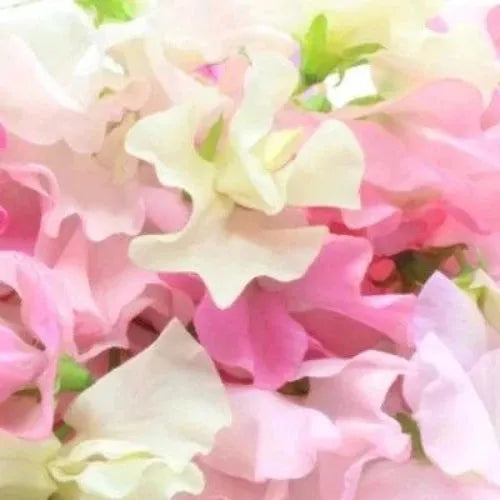 Sweet Pea & Jasmine Fragrance Oil - The Fragrance Room