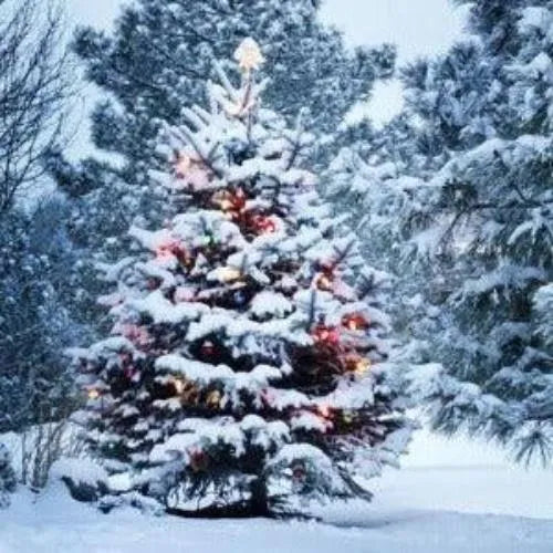 White Christmas Fragrance Oil - The Fragrance Room