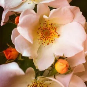 White Peach & Musk Fragrance Oil - The Fragrance Room