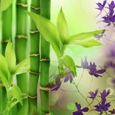 Australian Bamboo Grass Diffuser Refill - The Fragrance Room